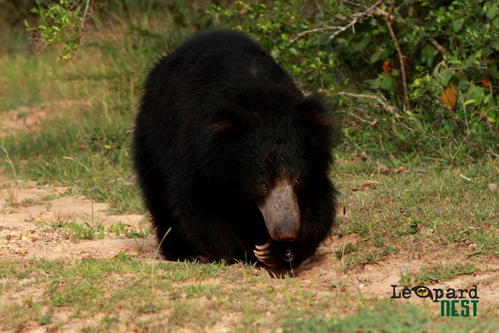Hotel Leopard Nest - Glamping In Parque nacional Yala Exterior foto